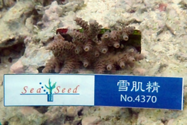 4370本目のサンゴ