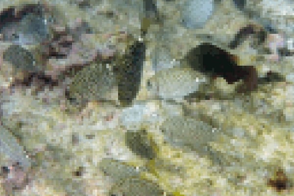 サンゴ周辺の藻類を食べる魚たち