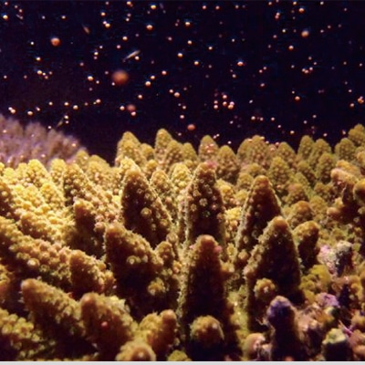 養殖サンゴの産卵する様子