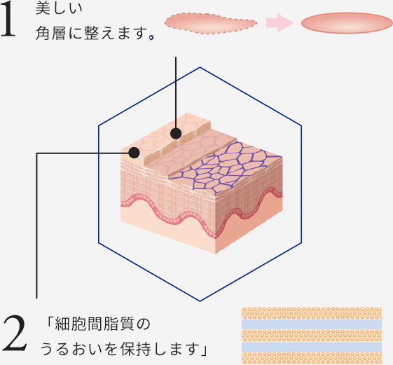 1 美しい角層に整えます。2 「細胞間脂質のうるおいを保持します」3 異物の侵入を防いだり水分の蒸発を防ぎます。