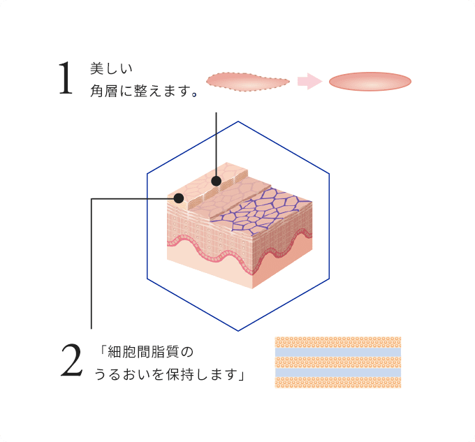 1 美しい角層に整えます。2 「細胞間脂質のうるおいを保持します」